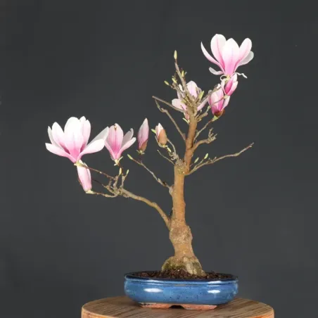 Bonsai Magnolia