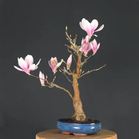 image supplémentaire - MAGNOLIA SOULANGEANA 1-4