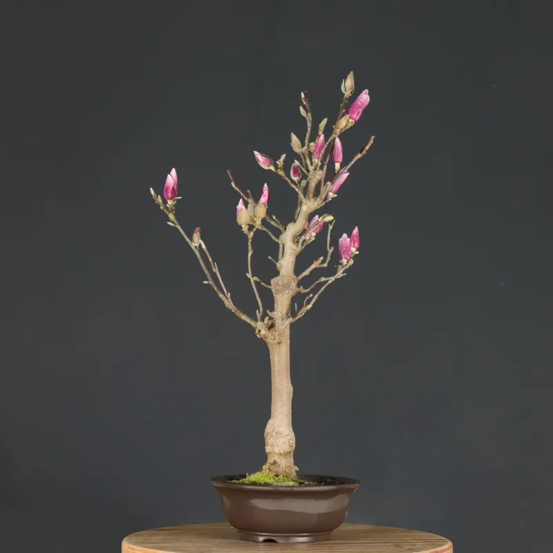 image supplémentaire - MAGNOLIA SOULANGEANA 1-5