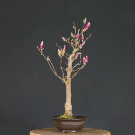 image supplémentaire - MAGNOLIA SOULANGEANA 1-5