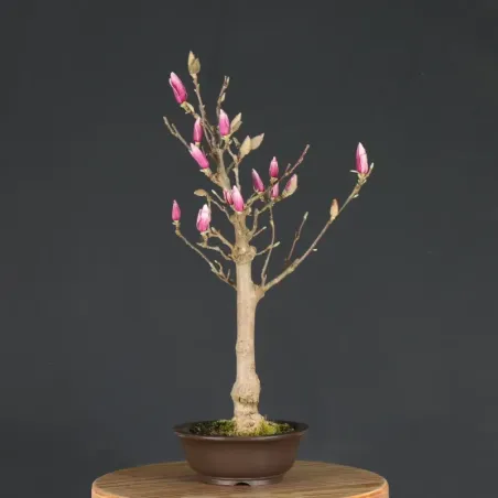 Bonsai Magnolia