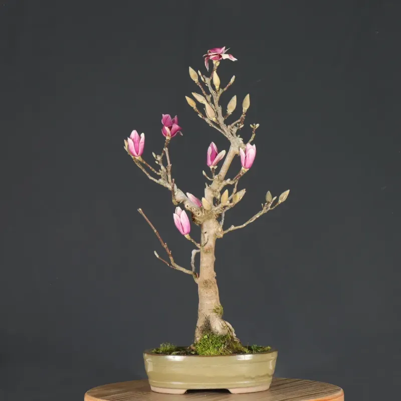 image supplémentaire - MAGNOLIA SOULANGEANA 1-6