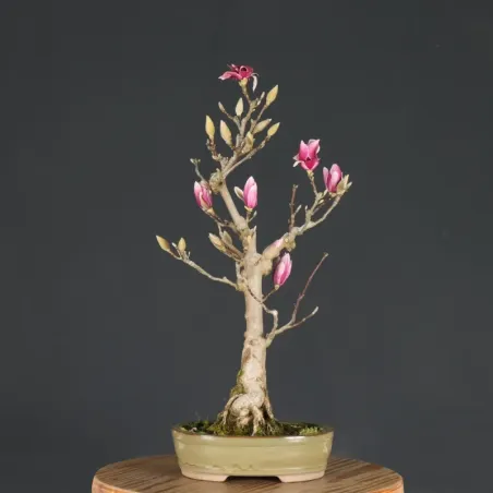 Bonsai Magnolia