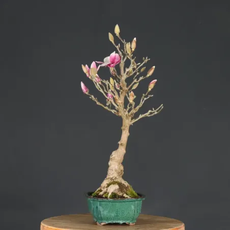 image supplémentaire - MAGNOLIA SOULANGEANA 1-7