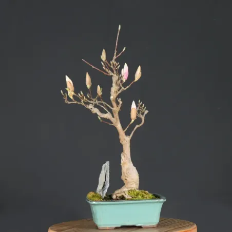 image supplémentaire - MAGNOLIA SOULANGEANA 1-8