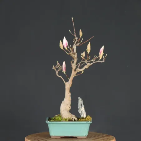 MAGNOLIA SOULANGEANA 1-8