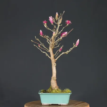 image supplémentaire - MAGNOLIA SOULANGEANA 1-9