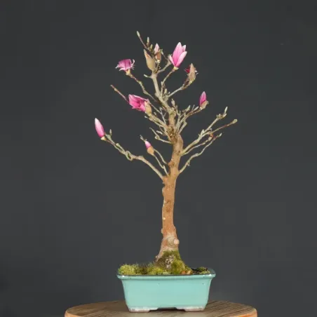 MAGNOLIA SOULANGEANA 1-9