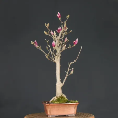 MAGNOLIA SOULANGEANA 1-10