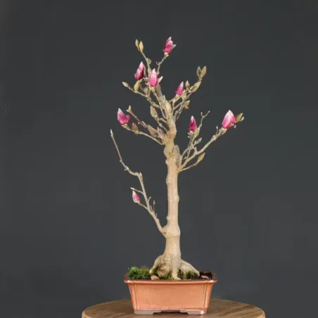 image supplémentaire - MAGNOLIA SOULANGEANA 1-10