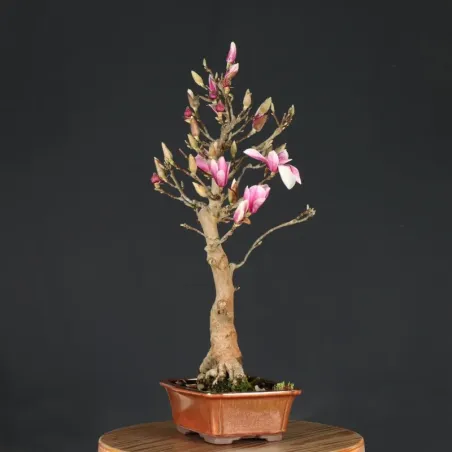 image supplémentaire - MAGNOLIA SOULANGEANA 1-11