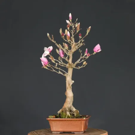 MAGNOLIA SOULANGEANA 1-11