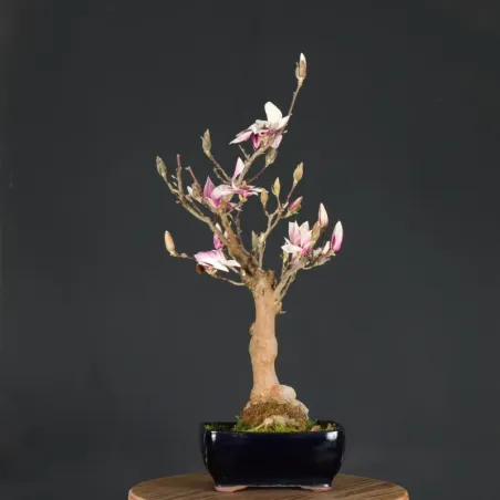 MAGNOLIA SOULANGEANA 1-12