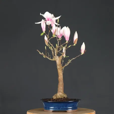 image supplémentaire - MAGNOLIA SOULANGEANA 1-13