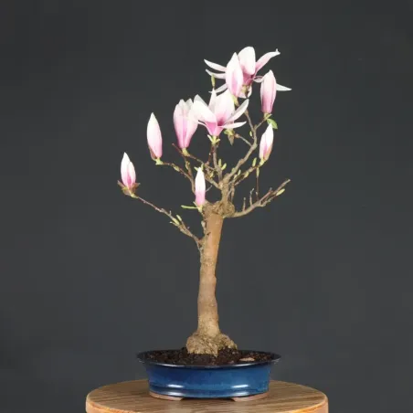 MAGNOLIA SOULANGEANA 1-13