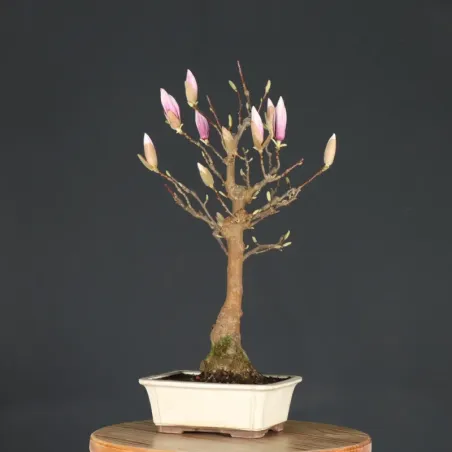 image supplémentaire - MAGNOLIA SOULANGEANA 1-14