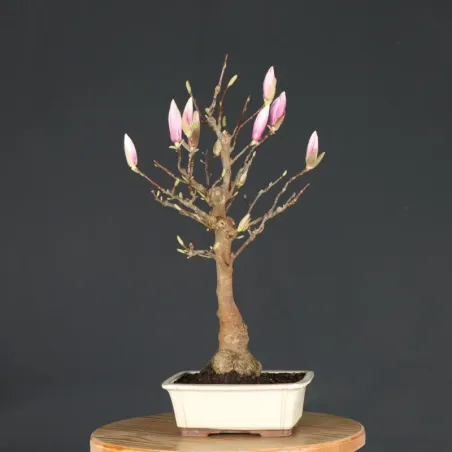 MAGNOLIA SOULANGEANA 1-14