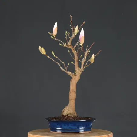 MAGNOLIA SOULANGEANA 1-15