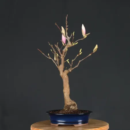 image supplémentaire - MAGNOLIA SOULANGEANA 1-15