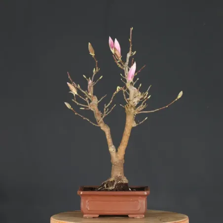 image supplémentaire - MAGNOLIA SOULANGEANA 2-1