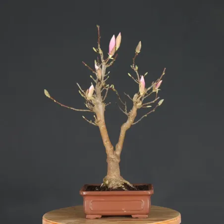 Bonsai Magnolia