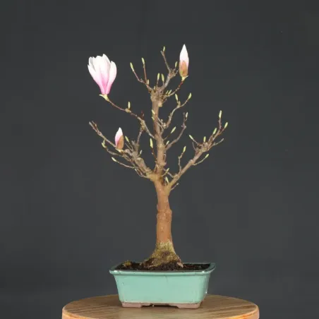 Bonsai Magnolia