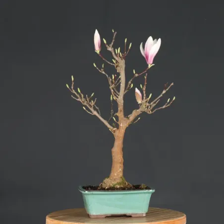 image supplémentaire - MAGNOLIA SOULANGEANA 2-2