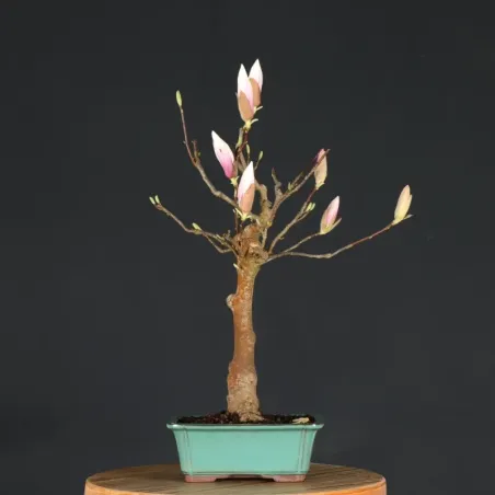 Bonsai Magnolia