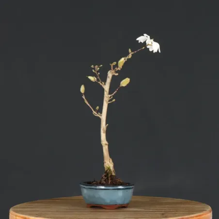 image supplémentaire - MAGNOLIA STELLATA 3-1