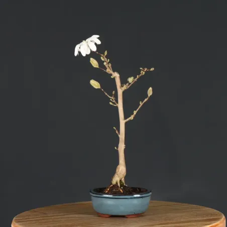 MAGNOLIA STELLATA 3-1
