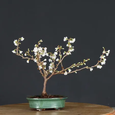 Japanese cherry tree "prunus kojo no mai" 4-1