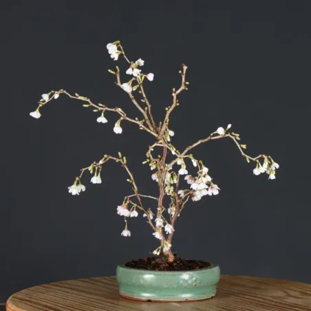 CERISIER DU JAPON "PRUNUS KOJO NO MAI" 4-2