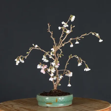 image supplémentaire - Japanese cherry tree...