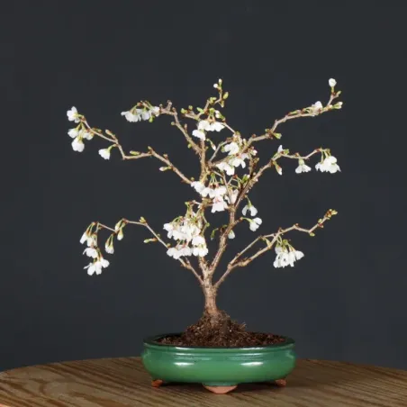 CERISIER DU JAPON "PRUNUS KOJO NO MAI" 4-3