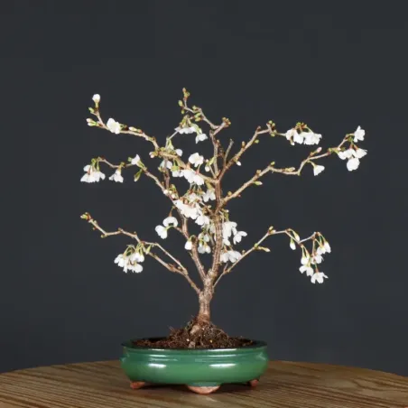 image supplémentaire - Japanese cherry tree...