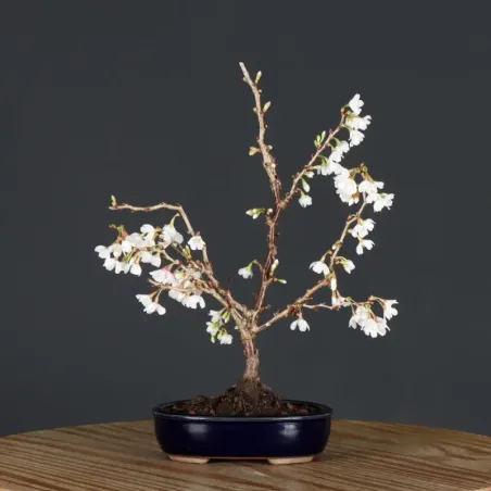 Japanese cherry tree "prunus kojo no mai" 4-4