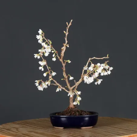 image supplémentaire - CERISIER DU JAPON "PRUNUS...