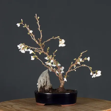 CERISIER DU JAPON "PRUNUS KOJO NO MAI" 4-5