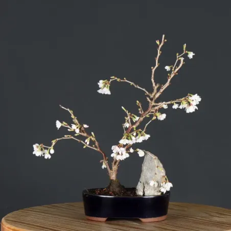 image supplémentaire - CERISIER DU JAPON "PRUNUS...