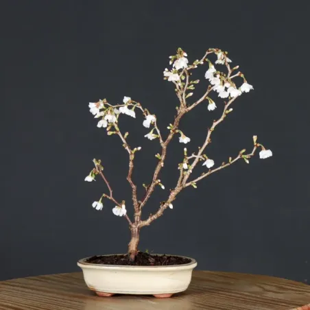 CERISIER DU JAPON "PRUNUS KOJO NO MAI" 4-6