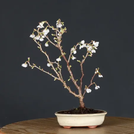 image supplémentaire - CERISIER DU JAPON "PRUNUS...