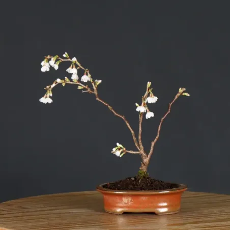 CERISIER DU JAPON "PRUNUS KOJO NO MAI" 4-7