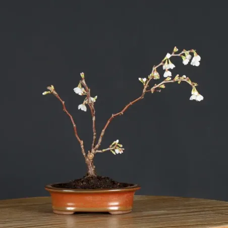 image supplémentaire - CERISIER DU JAPON "PRUNUS...