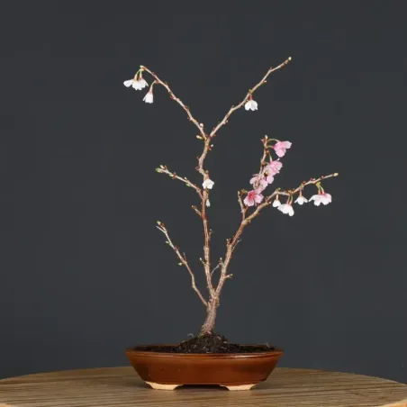 CERISIER DU JAPON "PRUNUS KOJO NO MAI" 4-8