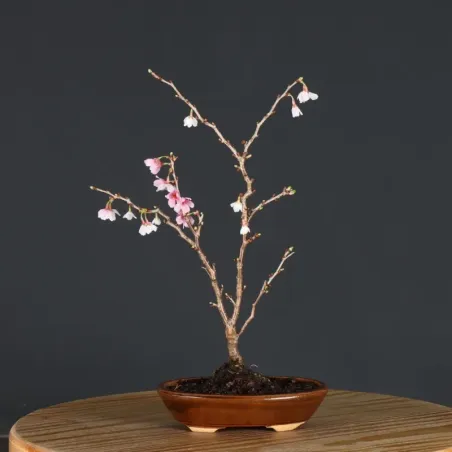 image supplémentaire - Japanese cherry tree...