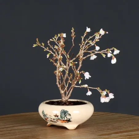 CERISIER DU JAPON "PRUNUS KOJO NO MAI" 4-9