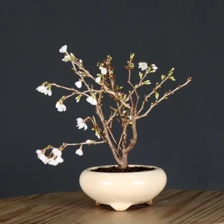 image supplémentaire - CERISIER DU JAPON "PRUNUS...