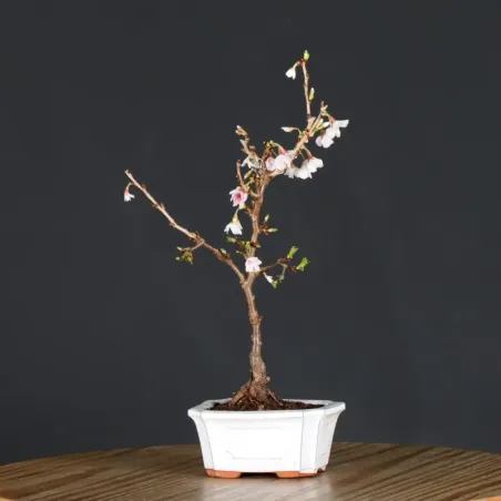 CERISIER DU JAPON "PRUNUS KOJO NO MAI" 4-10