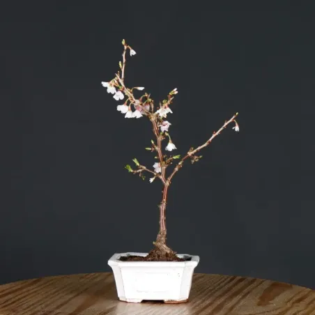 image supplémentaire - CERISIER DU JAPON "PRUNUS...