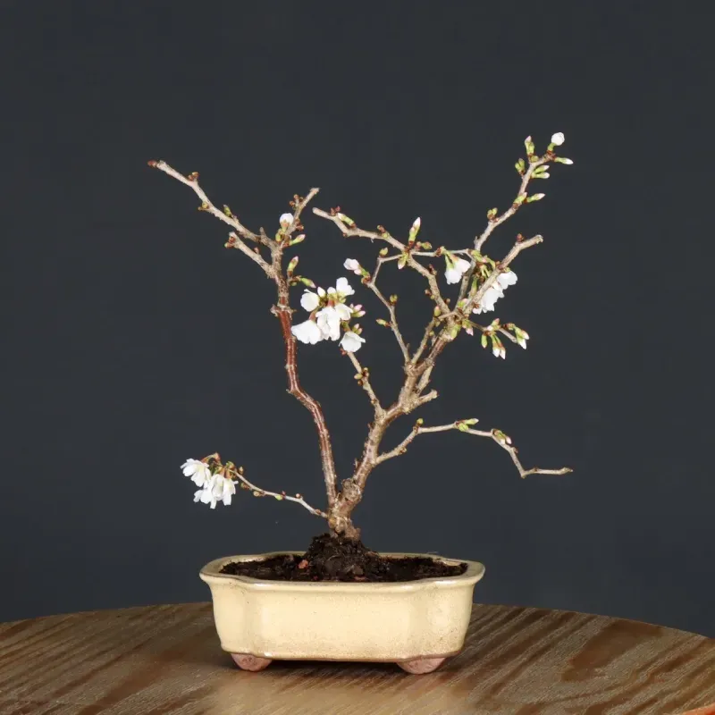 Japanese cherry tree "prunus kojo no mai" 4-11